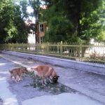 kucheta i razbiti trotoari do sou han isperih