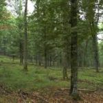 images44U6EL1C