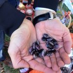 Smilianski fasul-2