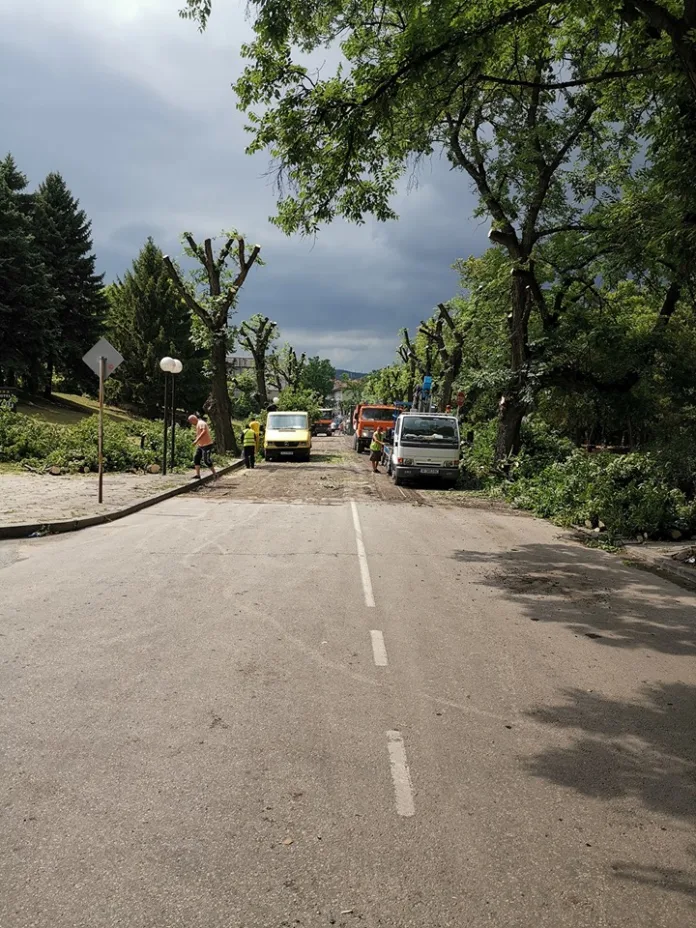 отсечени дървета