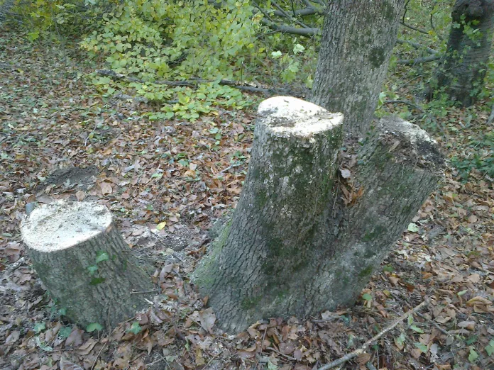 brakonierska sech (2)