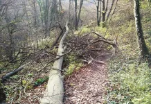 Опасност от падащи клони и дървета в лесопарк „Кьошковете“
