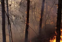 Пожарникари спасиха 400 дка гора край новопазарското село Могила