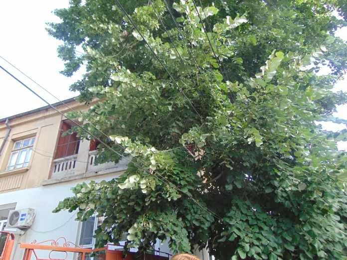 DSC01292