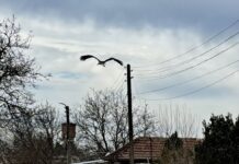 Лебеди и щъркели вече радват жителите на Божурово