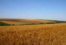 Полицията с мерки за опазване на селскостопанската продукция в региона