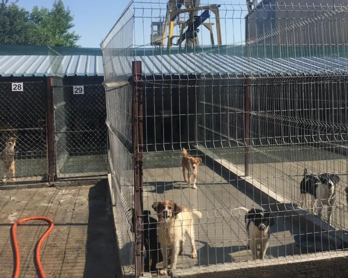 общински приют Шумен