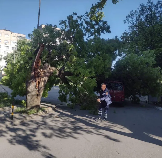 дърво - инцидент