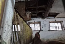Стара мизерия и нови скандали на Хиподрума: Собственици на коне скочиха срещу шефа на базата